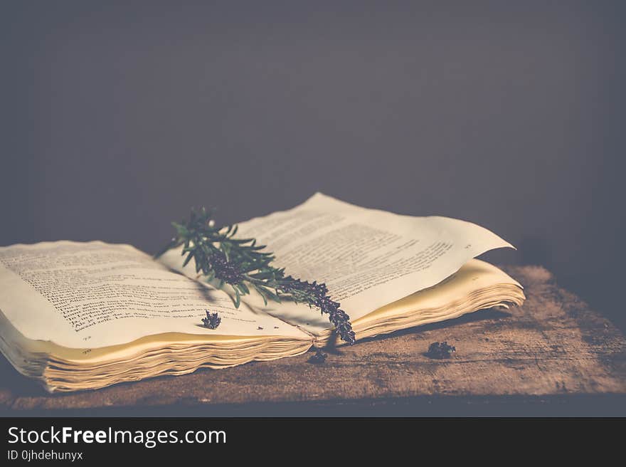 Sepia Photography of Green Plant on Top of Open Book