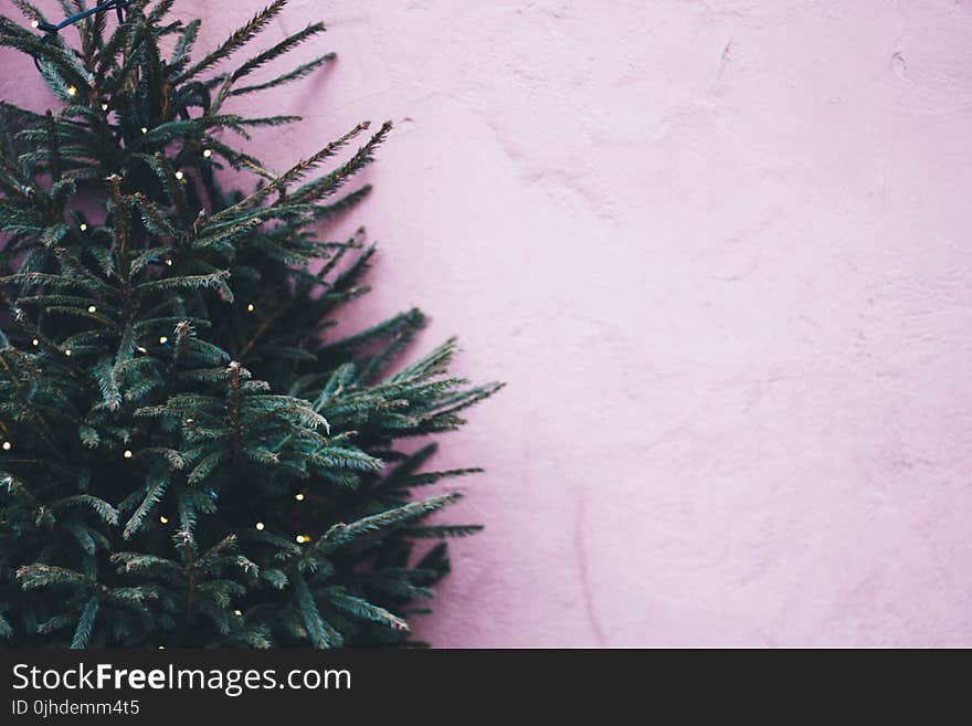 Photo of Green Leaf Plant Near Pink Paint Wall