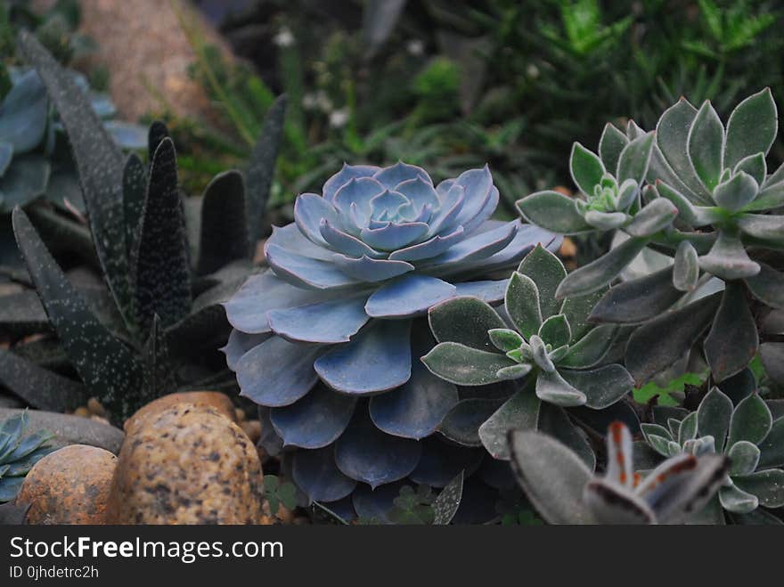 Echeveria Succulents and Panda Plant Closeup Photography