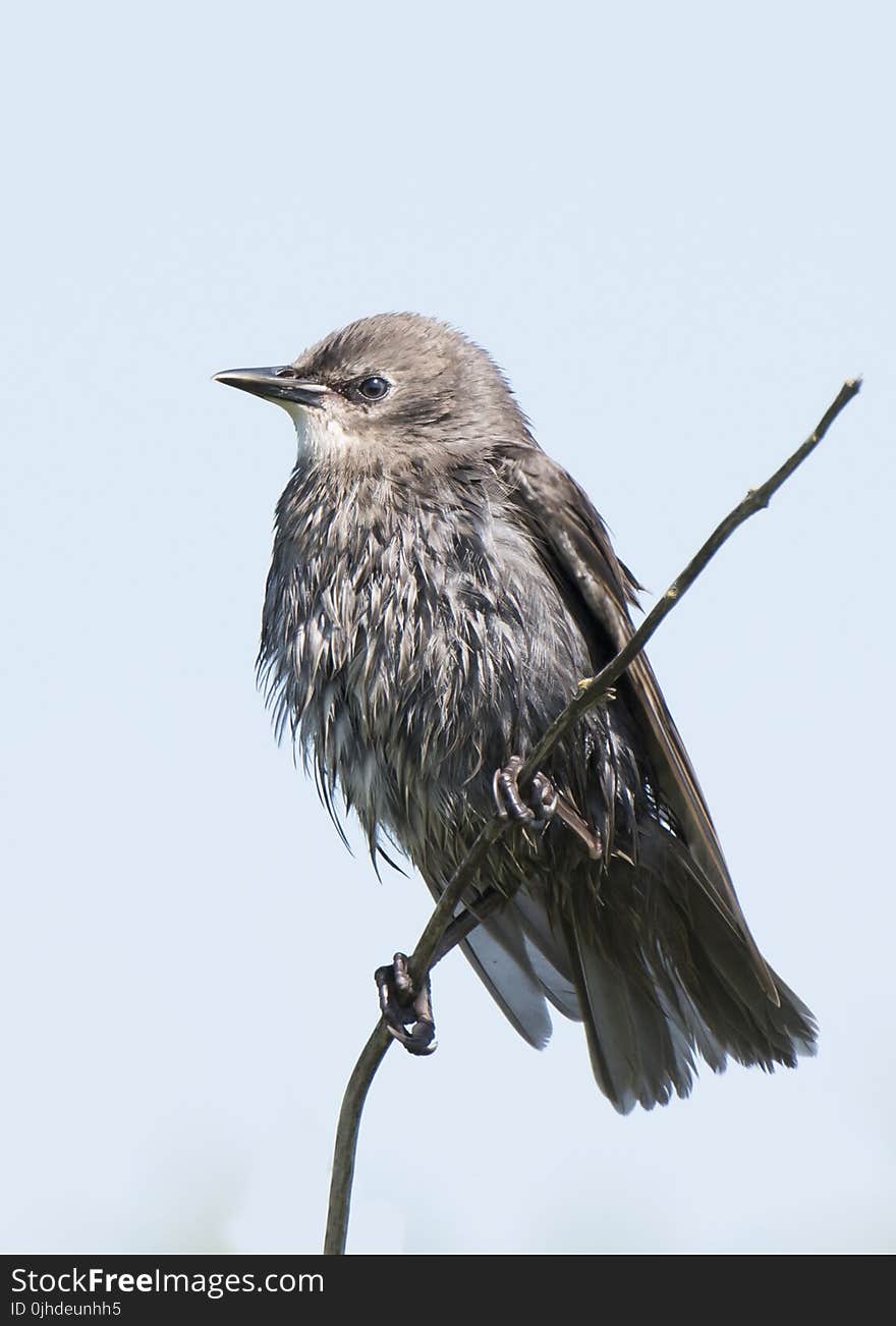 Black and Gray Bird on Tree Brunch