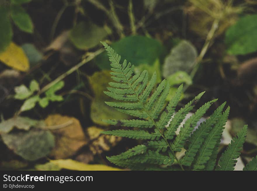 Close-Up Photography of Fern