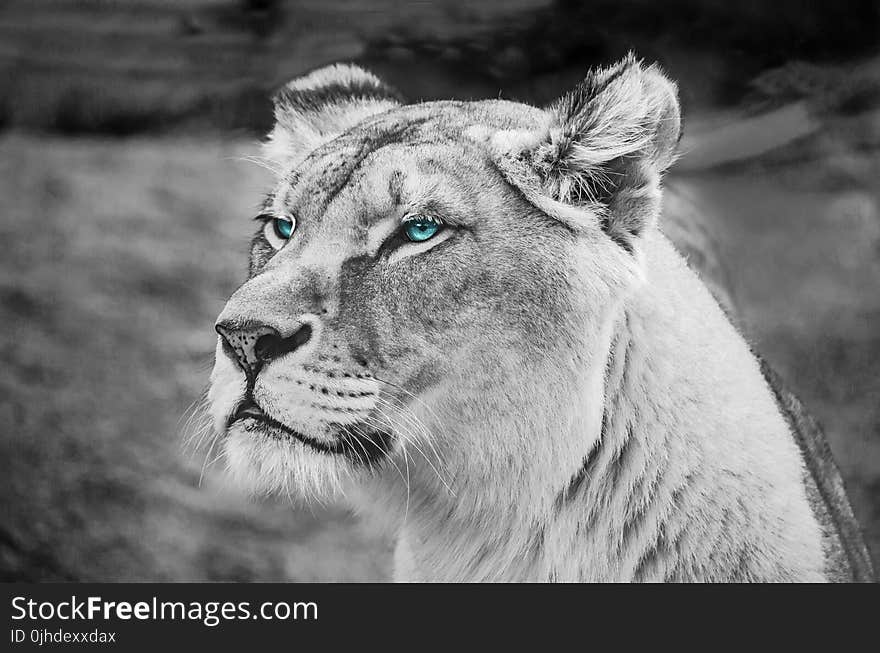 Greyscale Photography of Lioness