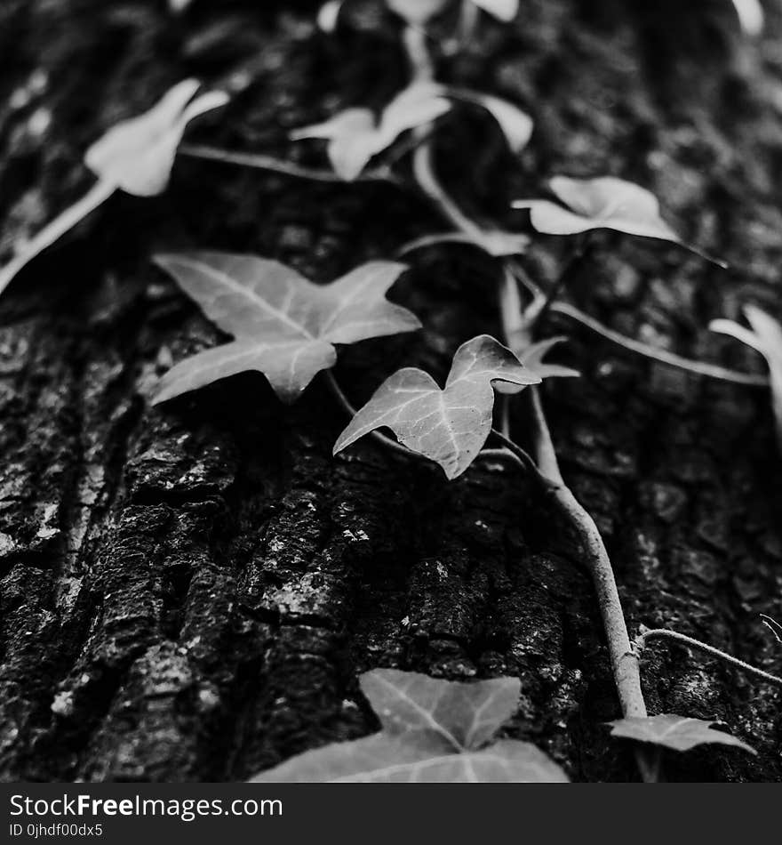 Grayscale Photo of Devil&#x27;s Ivy Plant