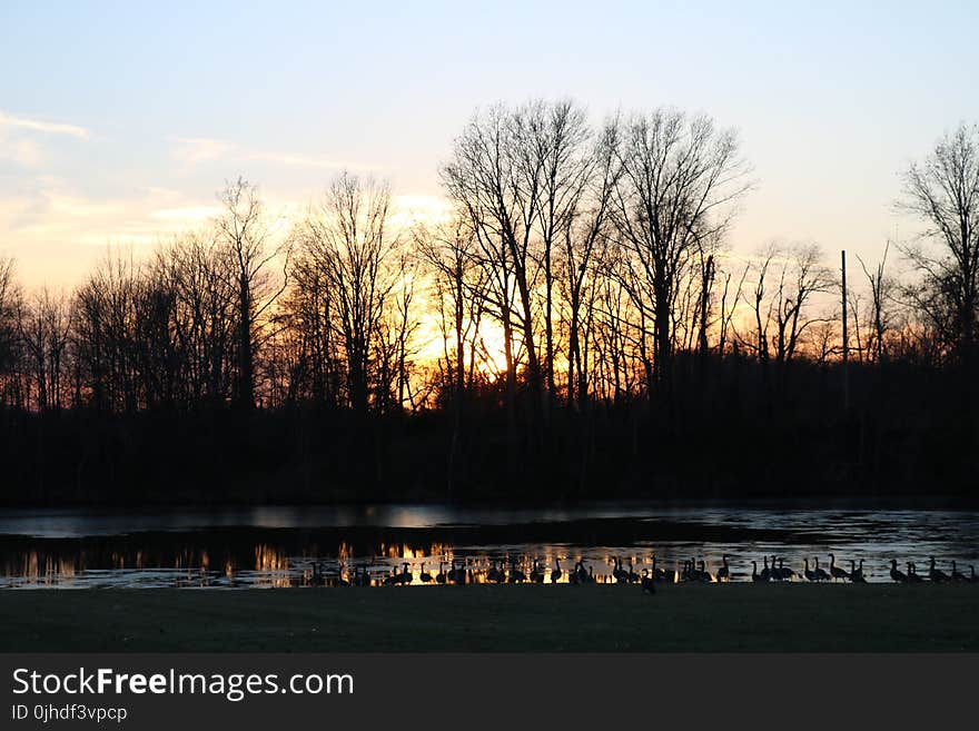 Silhouette of Tree and Body of Water during Golden Hour