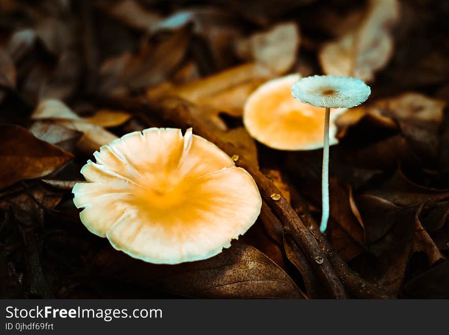 Mushrooms On Ground Surrounded With Brown Dry Leaves