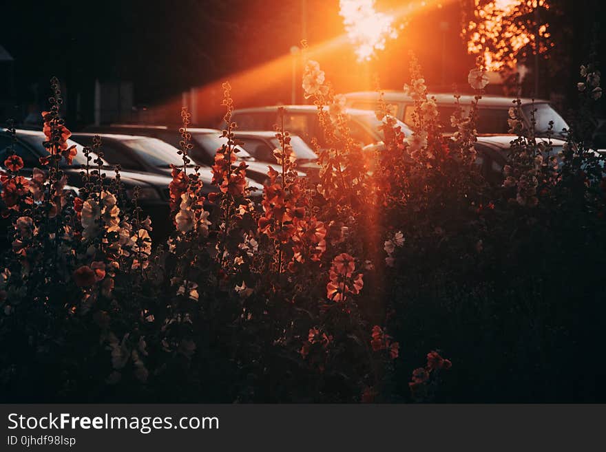 White and Orange Flowers With Sun Rays Photography