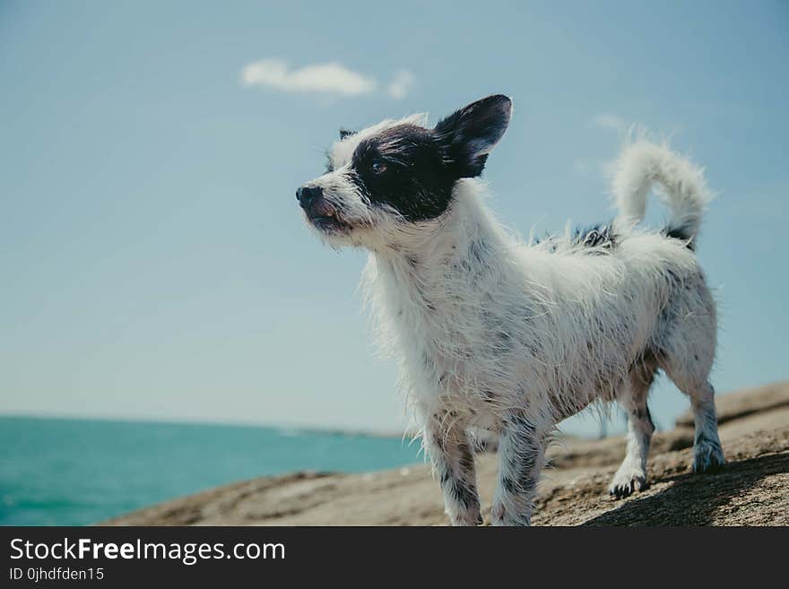 Adult Short-coated White and Black Dog on Gray Stone Near Body of Water