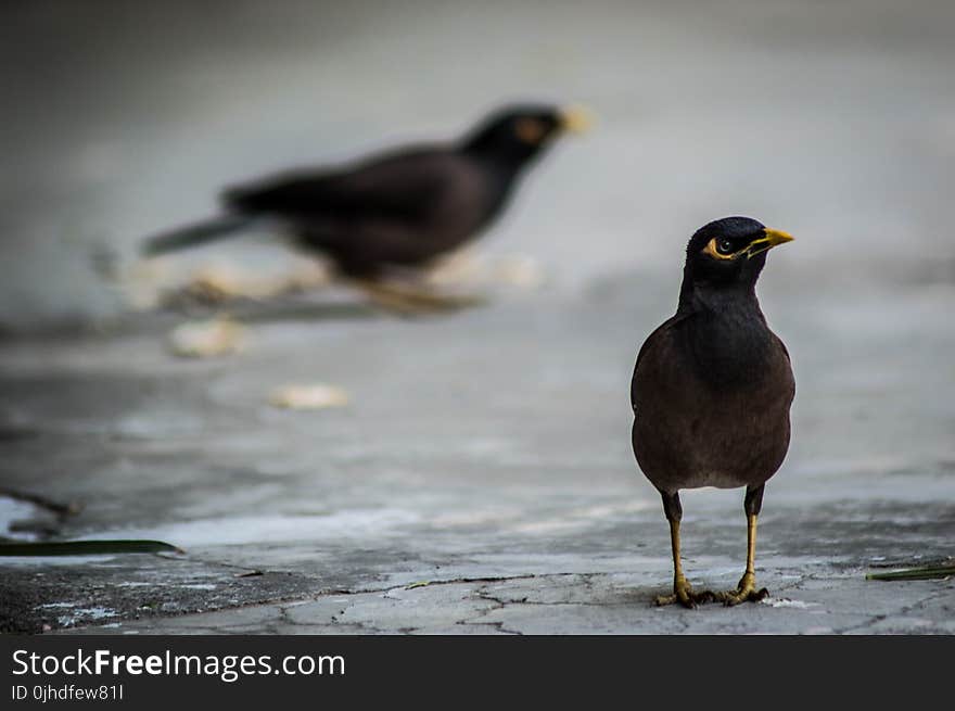 Selective Focus Photography of Black Bird on Gray Pavements