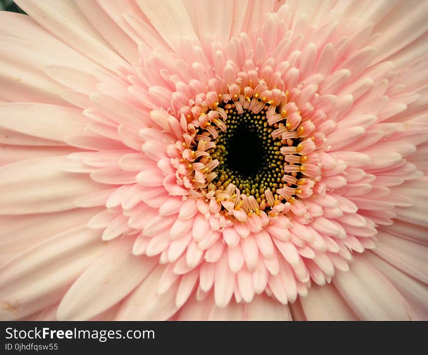 Pink Gerbera Flower in Closeup Photography