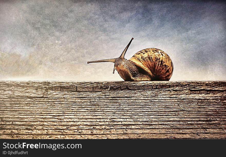 Close-up Photography of Brown Snail on Brown Wooden Surface