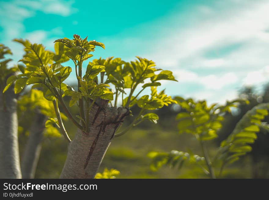 Close-up Photography of Green Leaves