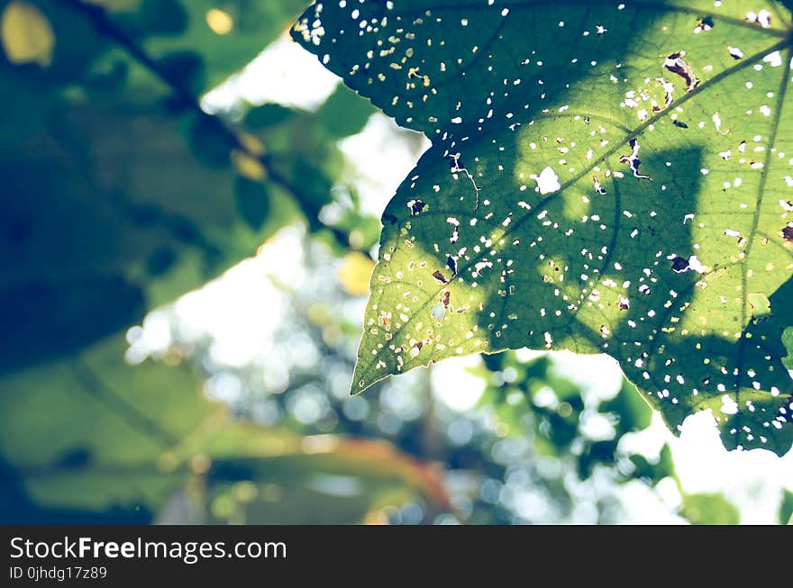 Close Photography of Green Leaf