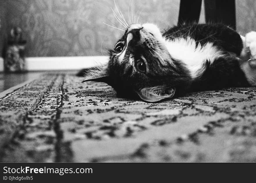 Photo of Tuxedo Cat Laying on Rug