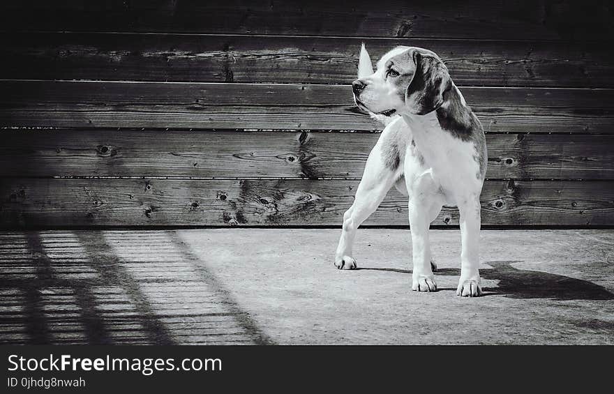 Greyscale Photgraphy of Beagle