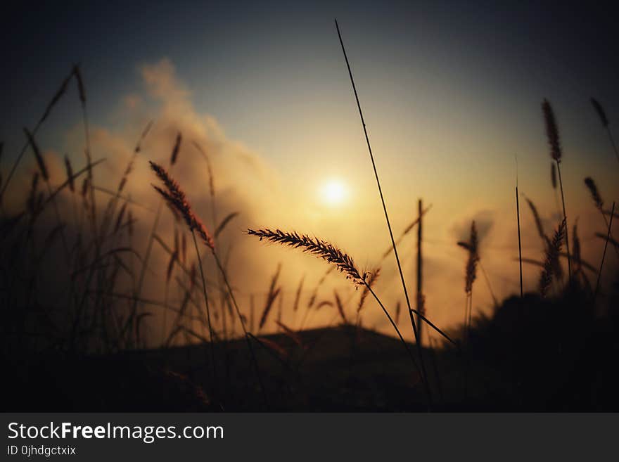 Silhouette of Grass at Twilight