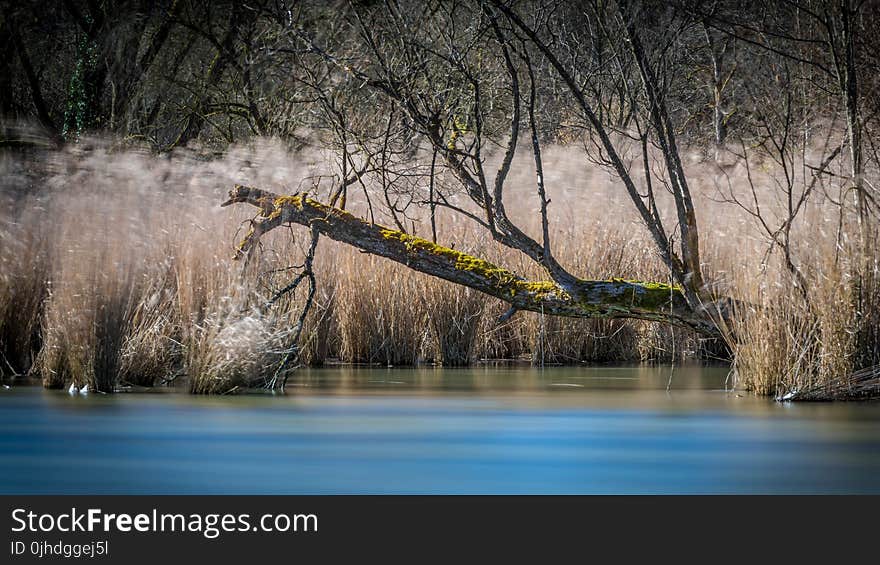 Dead Tree By The River