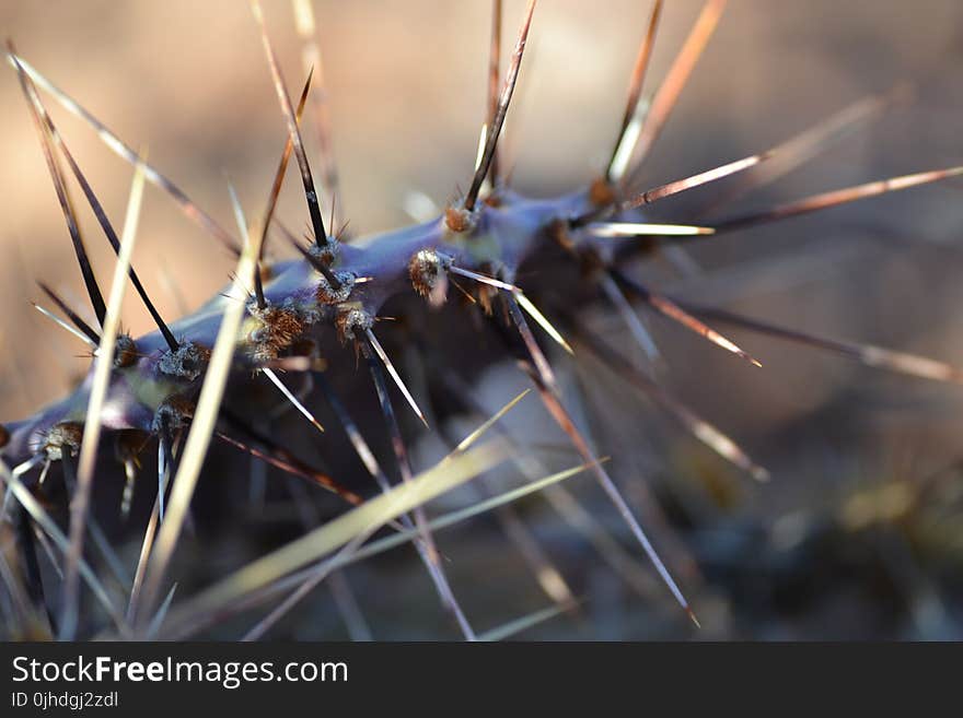 Macro Photography of Spiky Plant