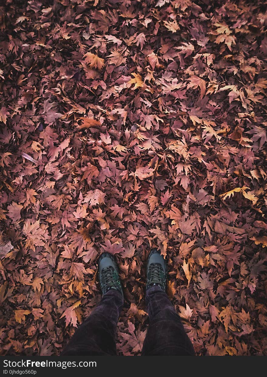 Person With Grey Shoes Standing On Dry Leaves