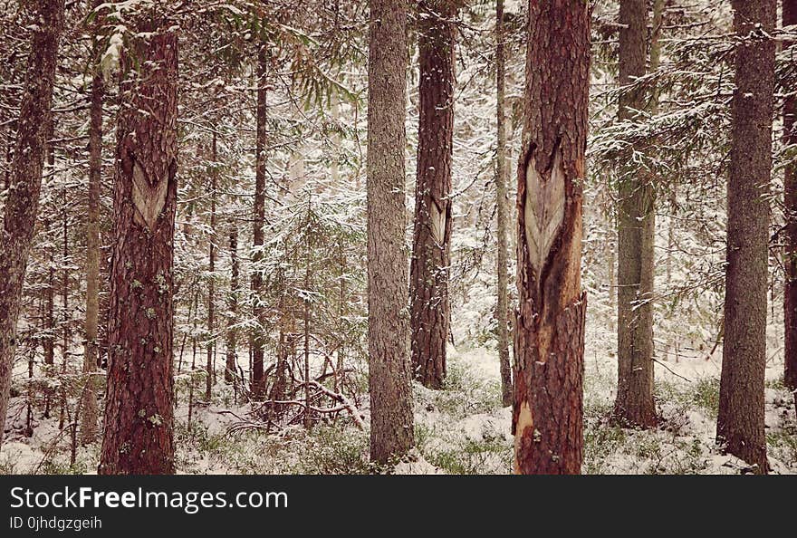 Photography of Tree Trunks During WInter