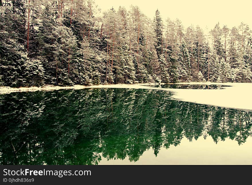 Snowcapped Trees Near Body Of Water