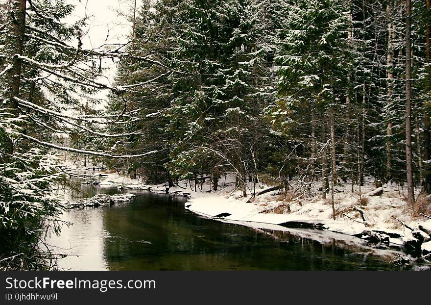 Body Of Water Near Forest