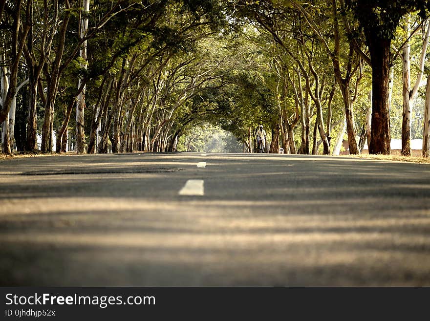 Road in Between Trees