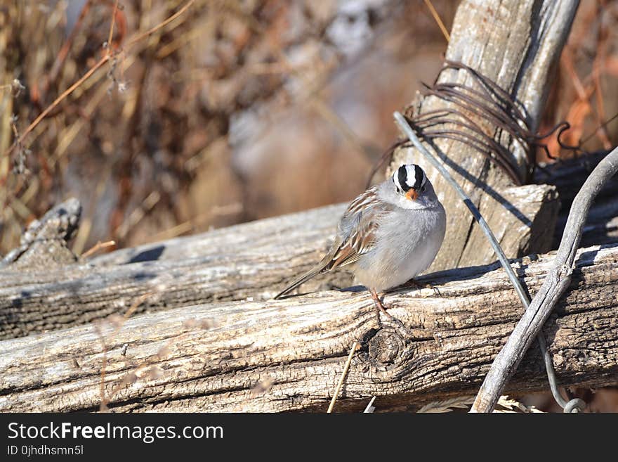 Focused Photography of Gray Bird