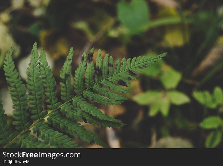 Close-up Photography of a Leaf