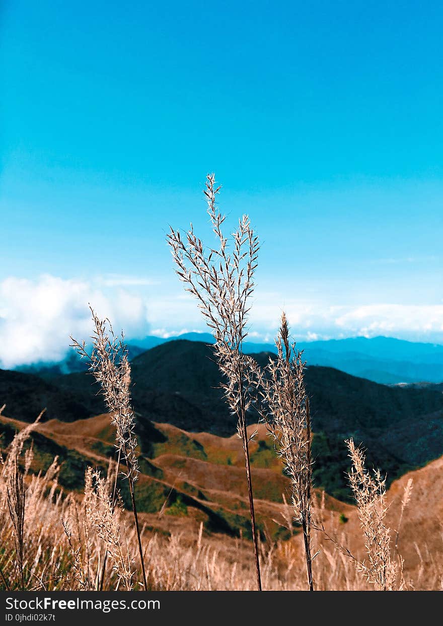 Focus Photo of Brown Plants on Mountain Range