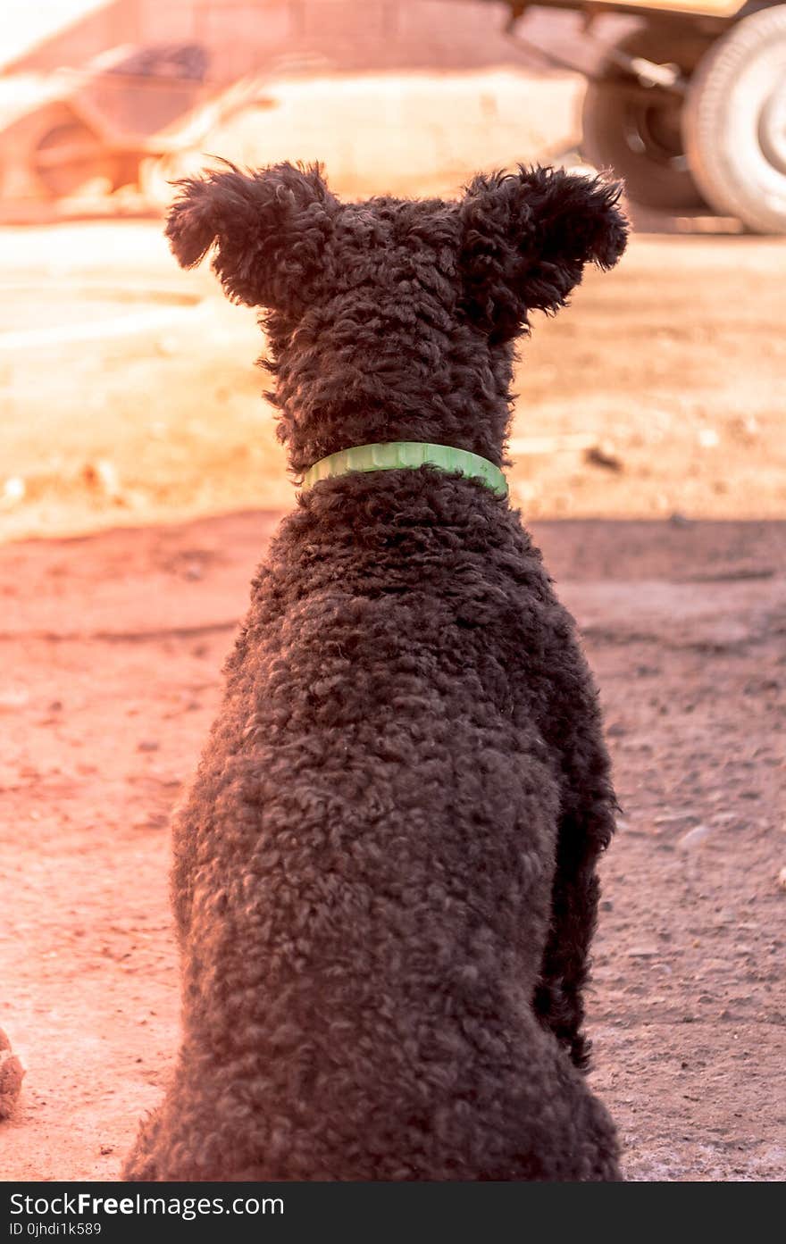 Grey Pumi Dog Closeup Photography