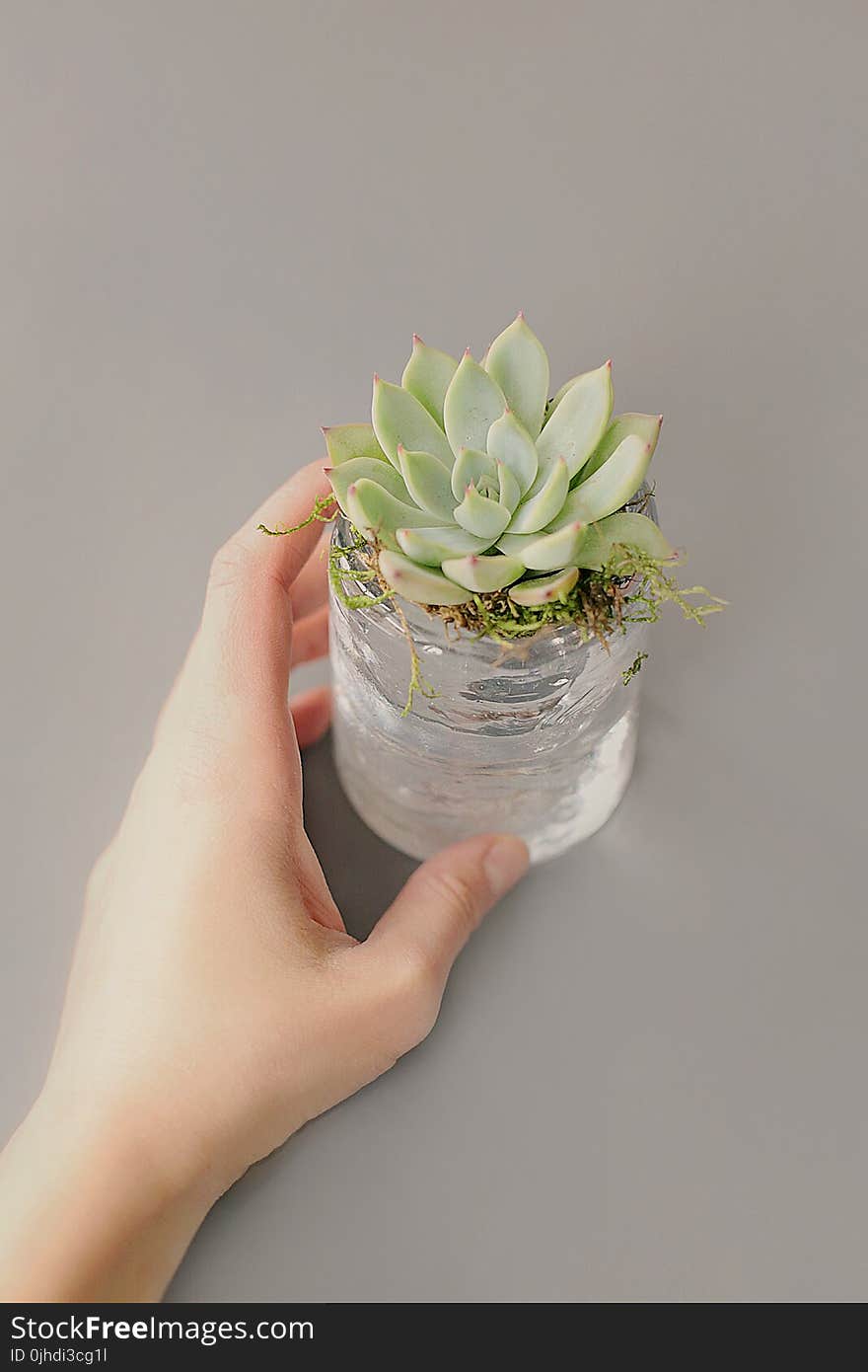 Green Succulent Plant on Clear Glass Pot