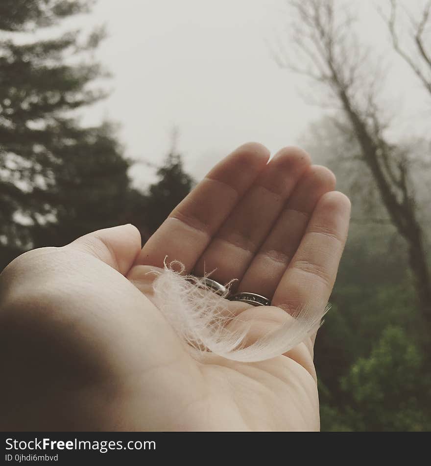 Person Holding White Feather Near Trees Under Cloudy Sky