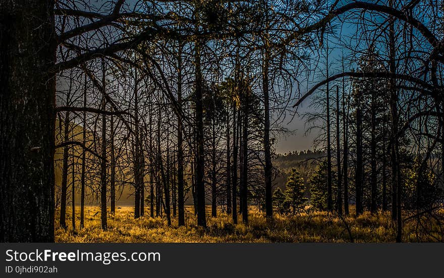 Brown Tree Lot