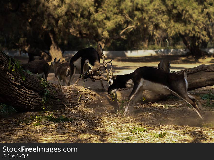 Photography of Two Fighting Impalas