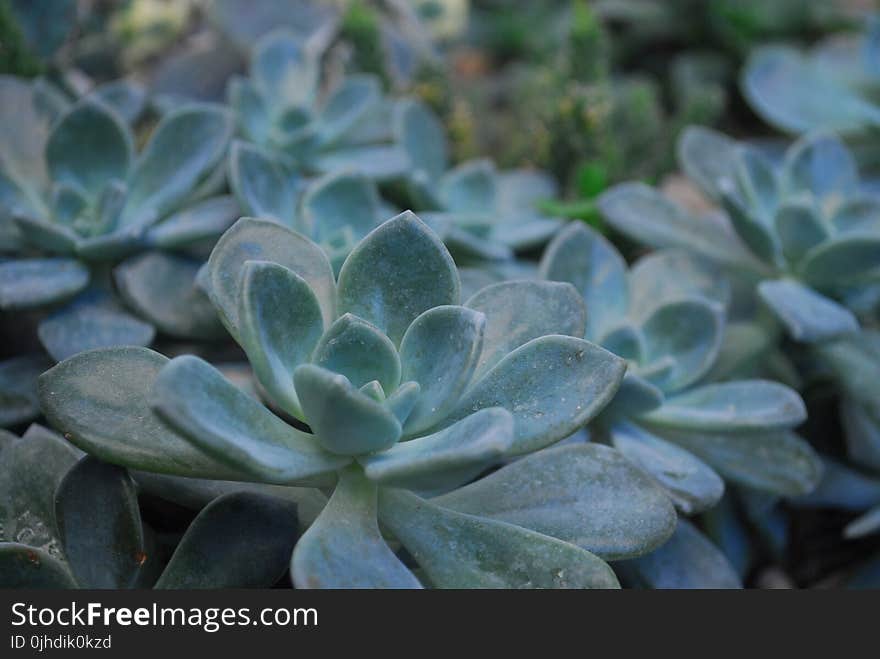 Green Succulent Plants