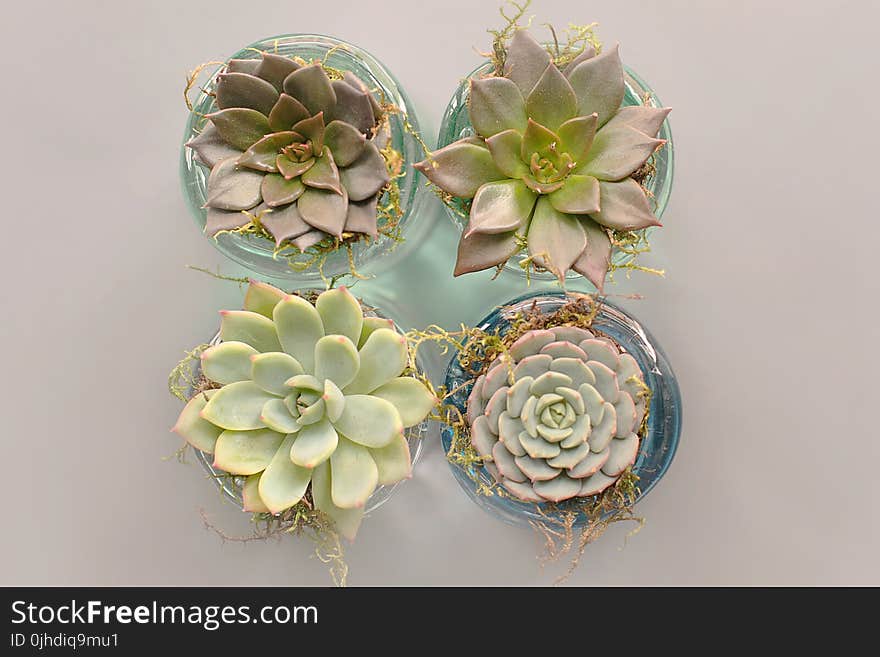 Four Green Succulent Plants With Glass Pot