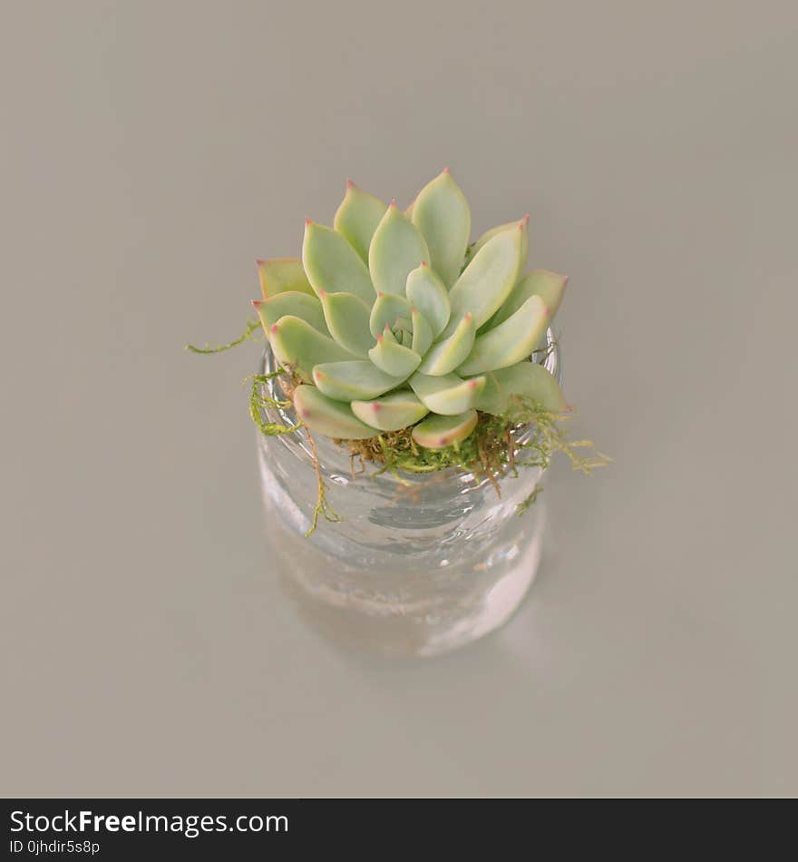 Green Succulent Plant on Top of Bottle