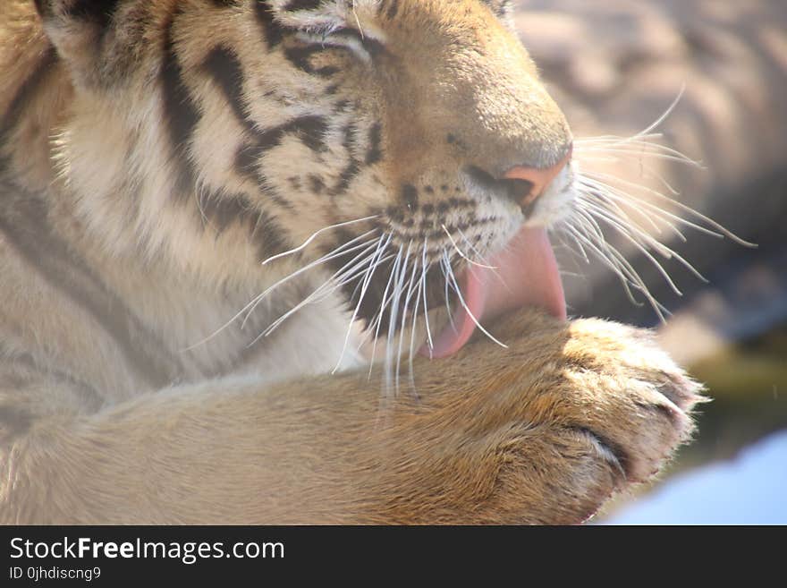 Tiger Licking on Its Paw