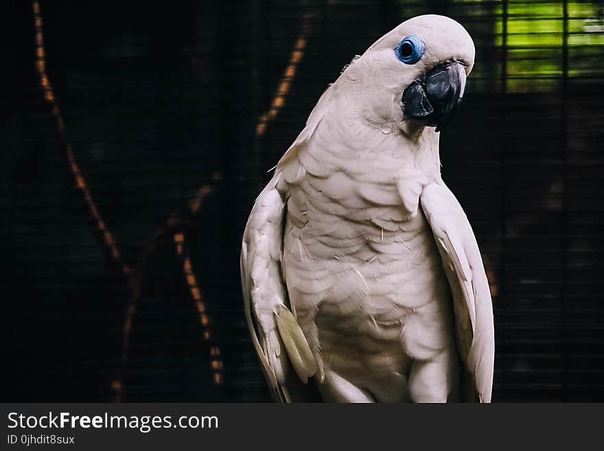 White Cockatoo