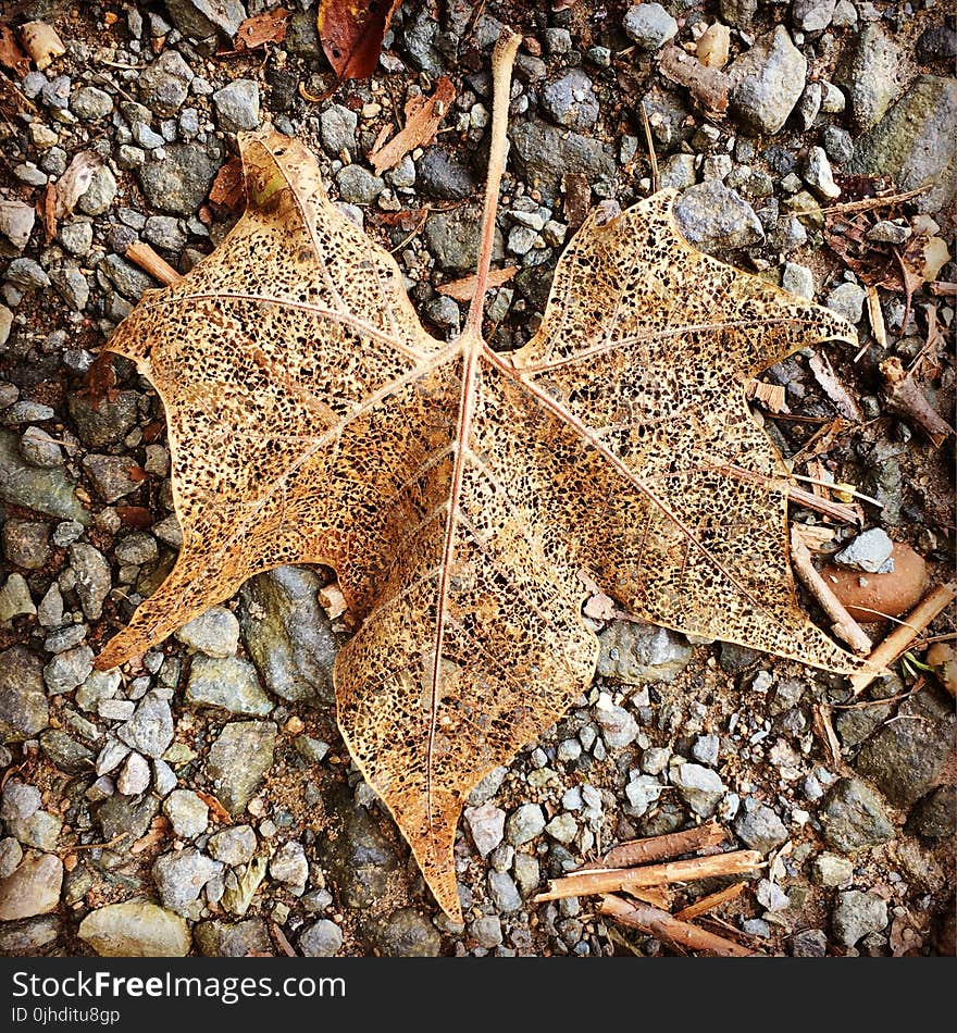 Withered Maple Leaf