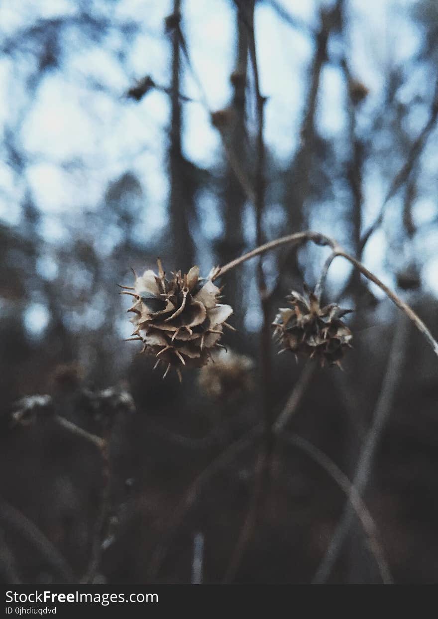 Close Up View of White and Brown Dried Flower