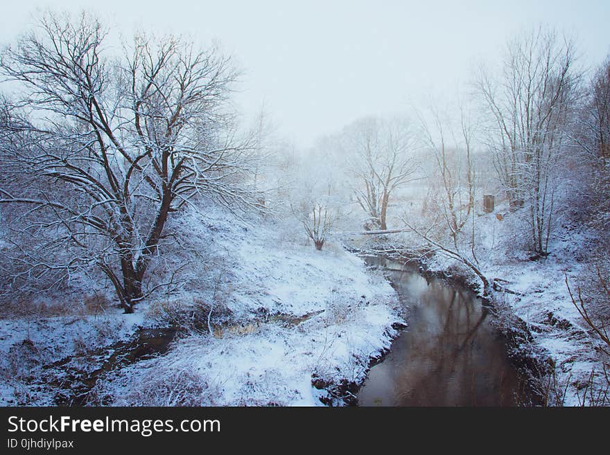 Woodland Stream Covered With Snow