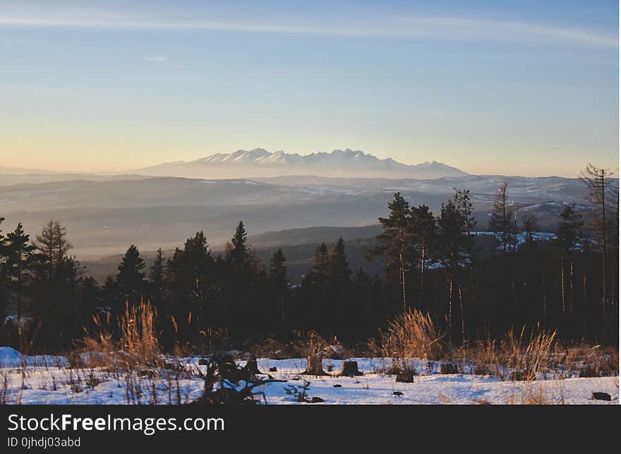 Trees Landscape Photography