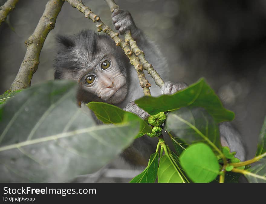 Gray Monkey Holding on Gray Tree Branch