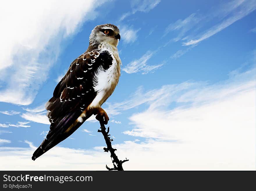 White and Brown Eagle