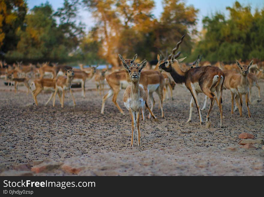 Brown Deer