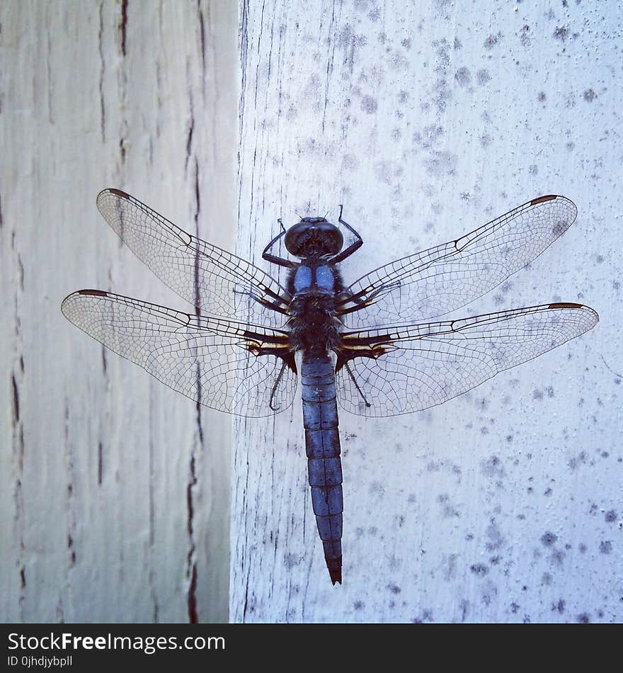 Blue Dragonfly On Wall