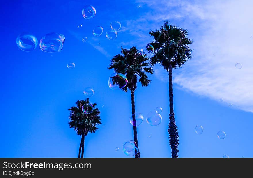 Three Palm Tree during Blue and White Cloudy Day