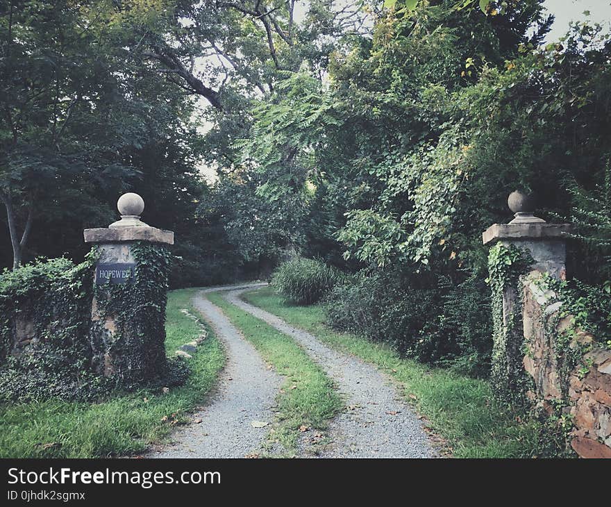 Green Trees Near Road