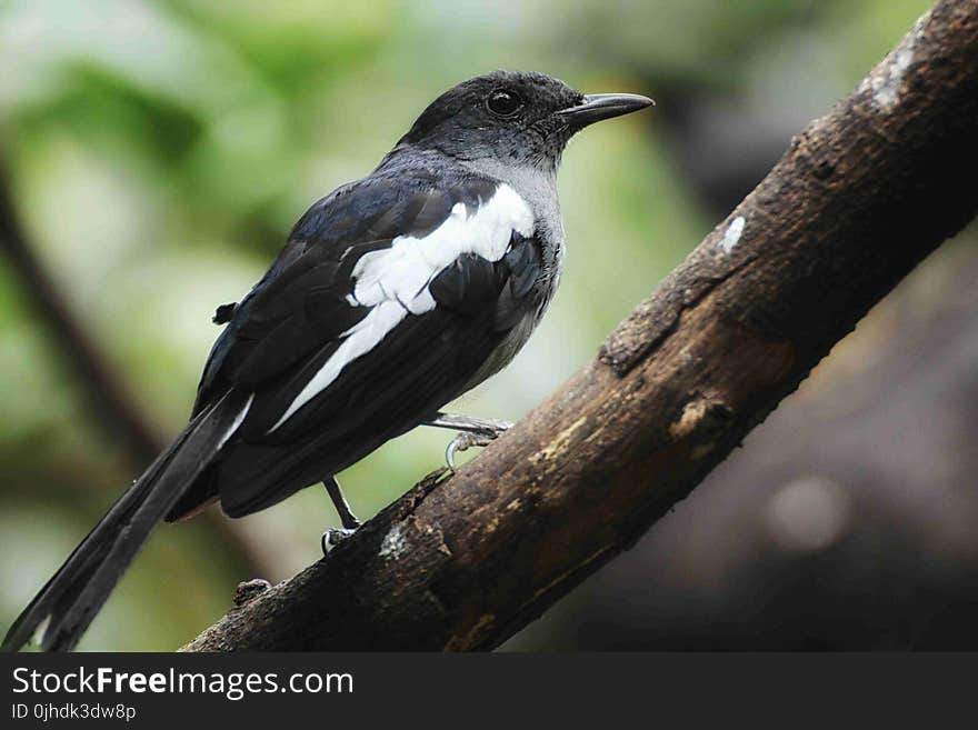 White-shouldered Blackbird